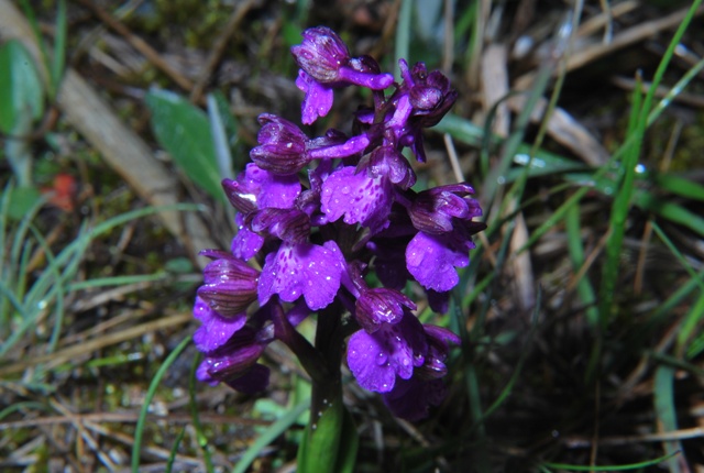 Orchis morio